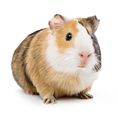 Ernesto