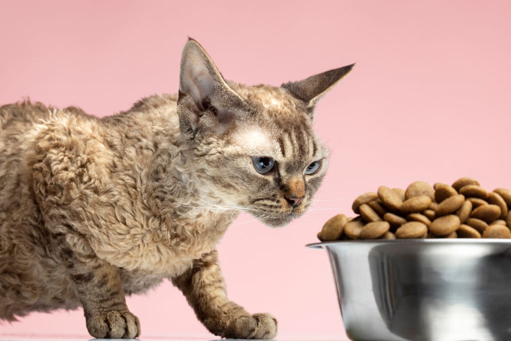 Gato con comida